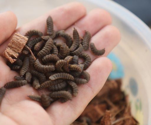 Compost With Black Soldier Flies 