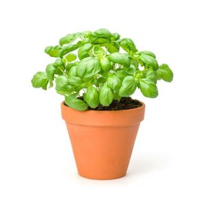 Arduino Plant Health Kit
