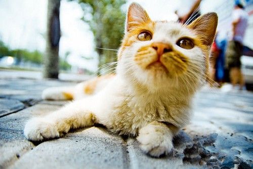 Interesting Effect of Low Angle Photography