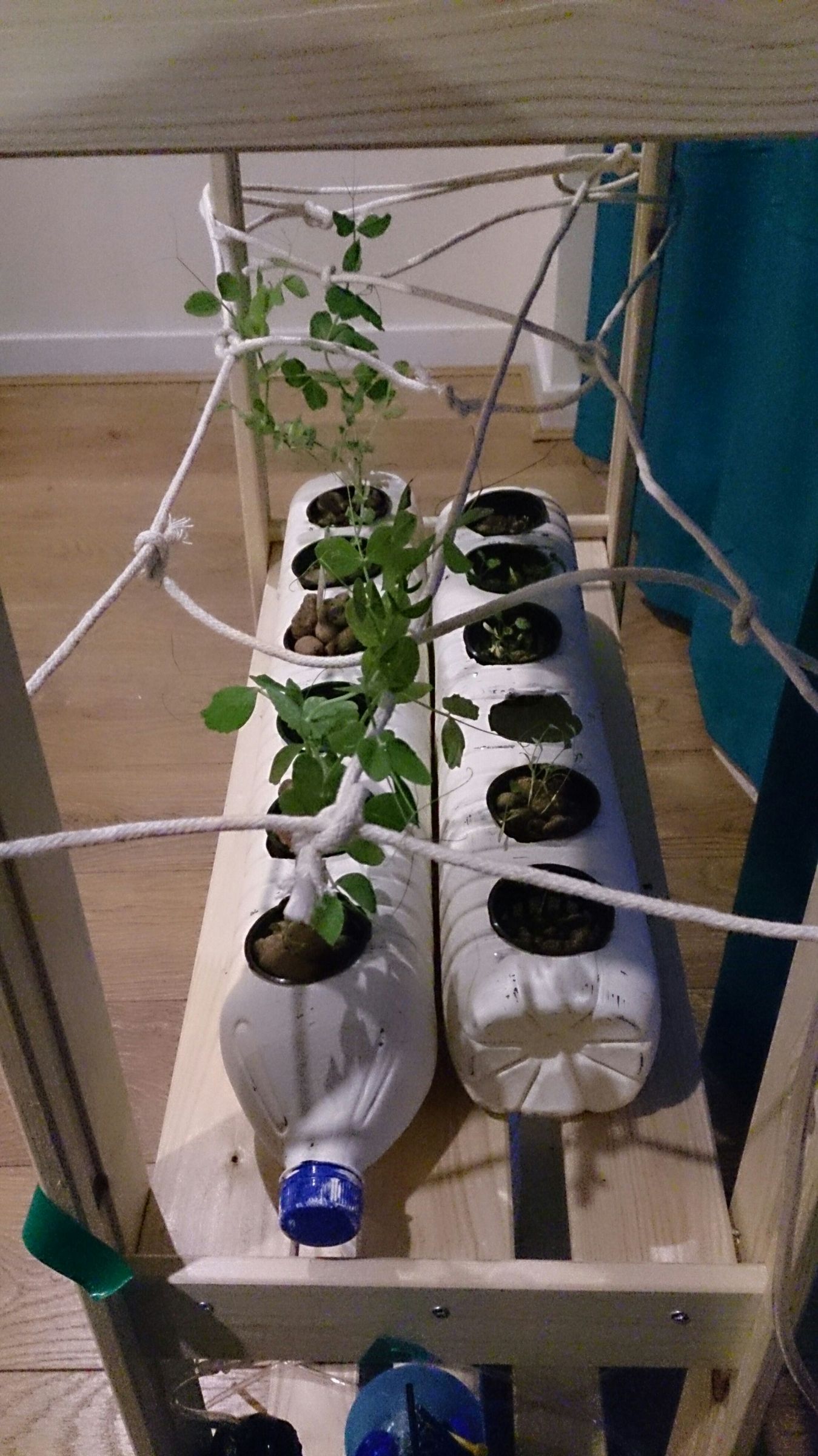 Flood/drain Air Pump and Recycled Bottles Hydroponics 