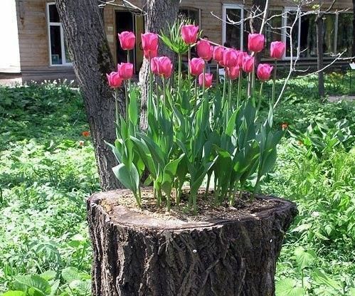 Tree Pot