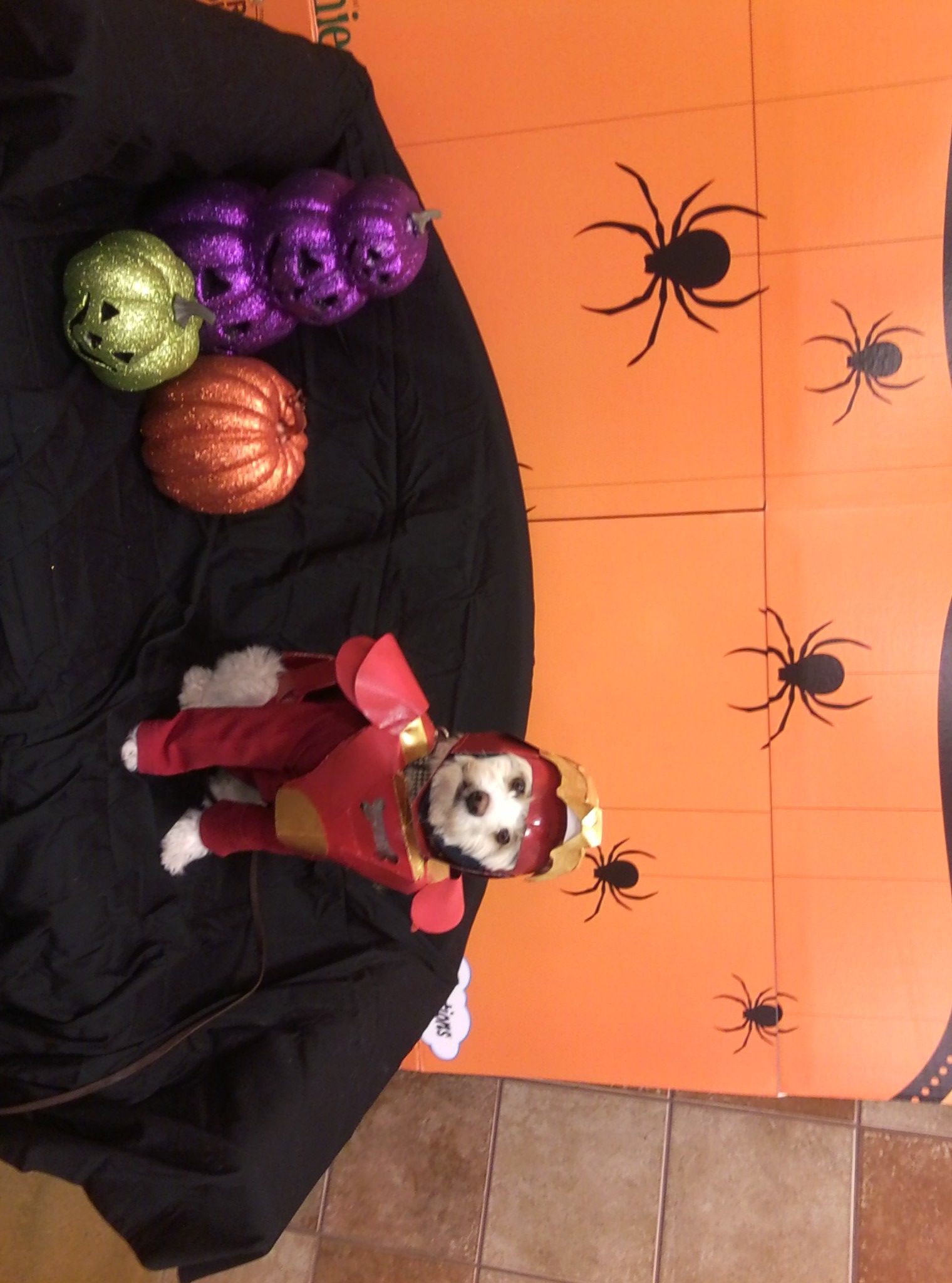 Ironman Dog