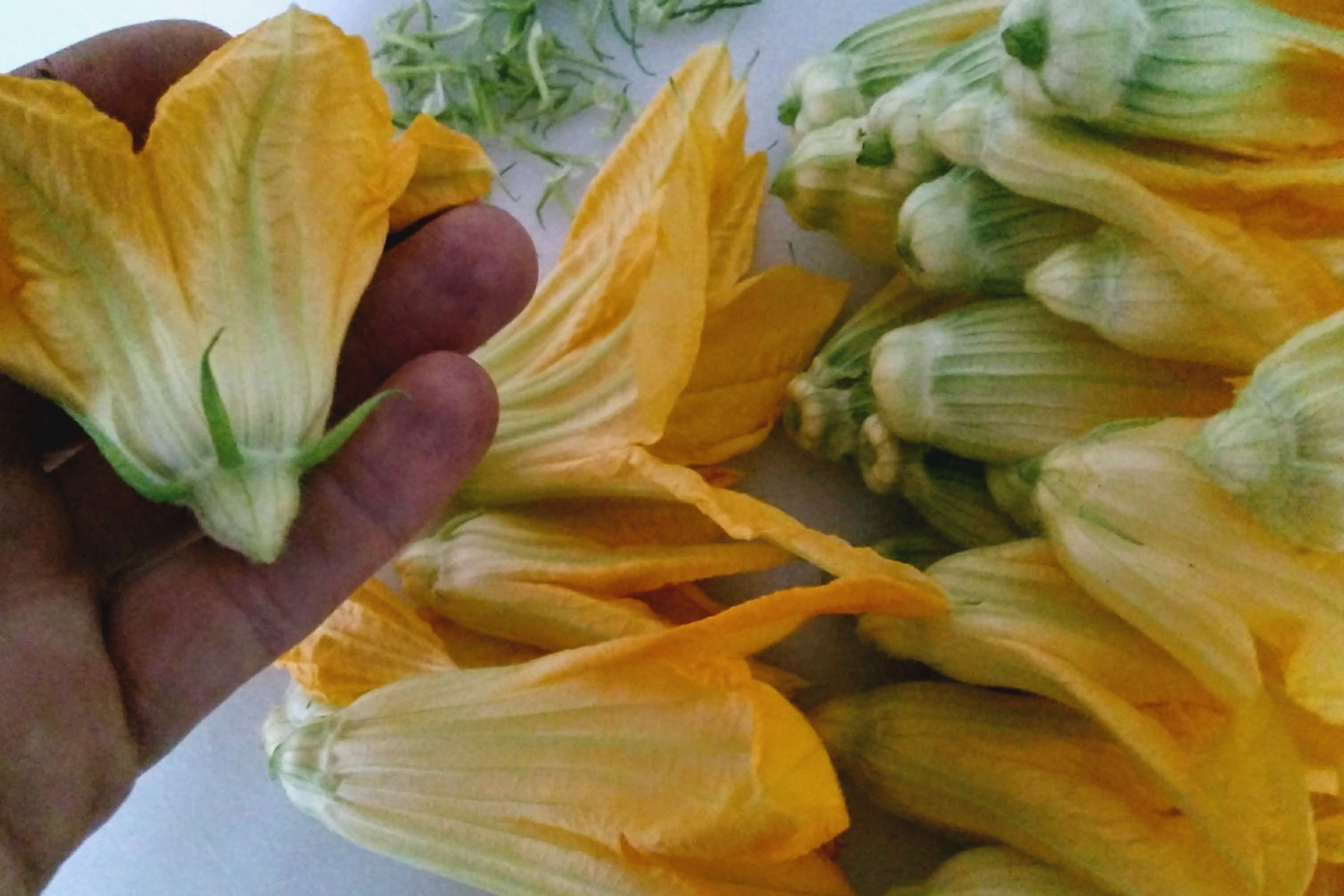 How to Fry Squash Blossoms 9 Steps (with Pictures) Instructables