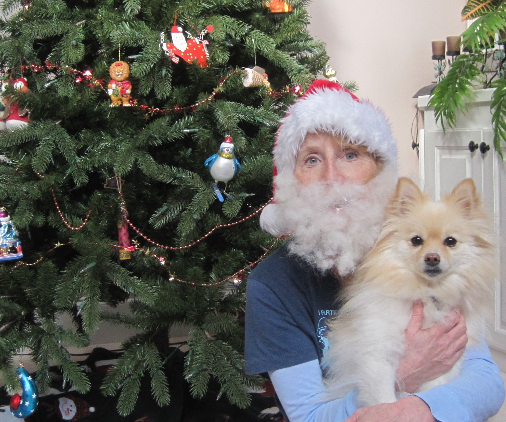 How to Make a Santa Beard From Dog Hair