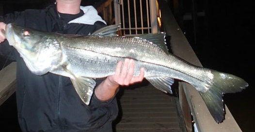 Time to Catch Fish! 