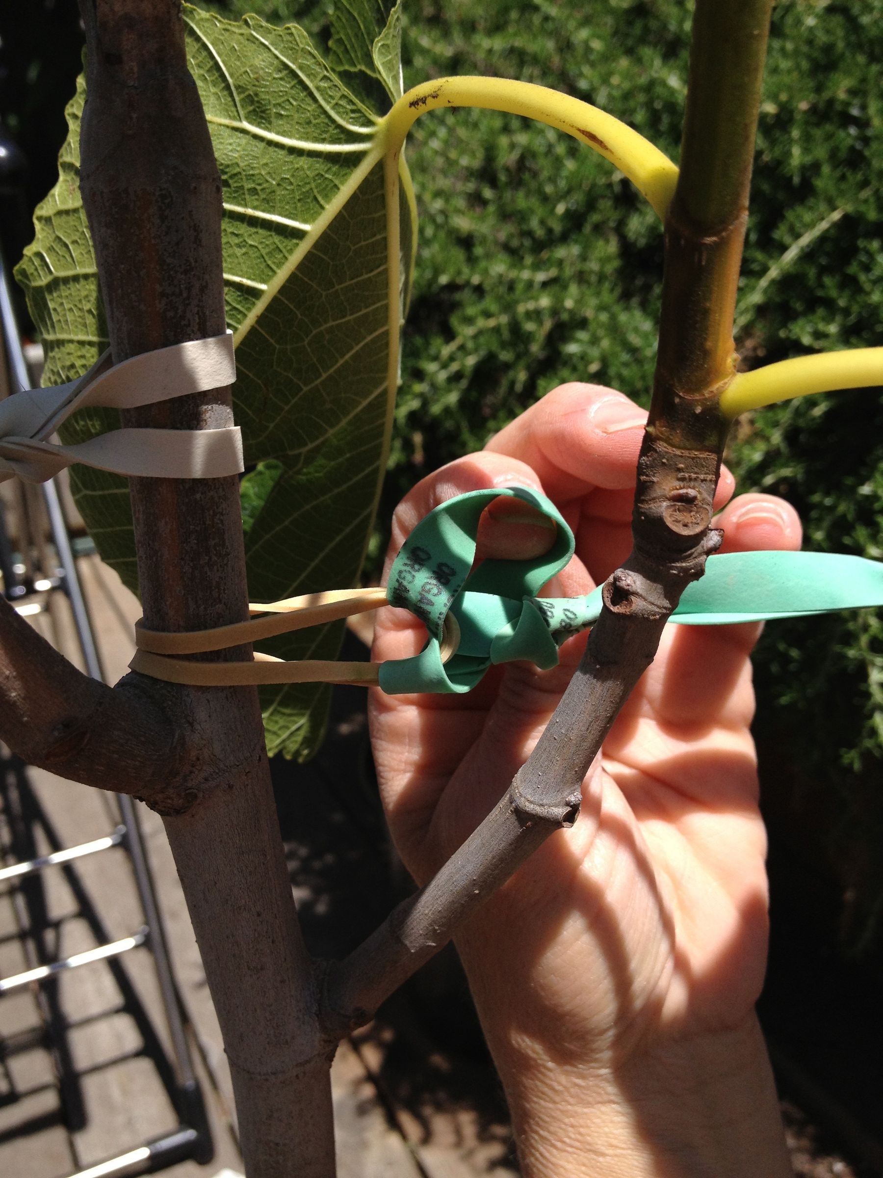 Stabilizing Tree Anchor 3 Steps Instructables