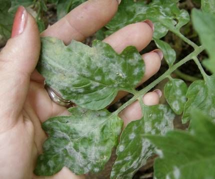 Organic Fungicide!!!!
