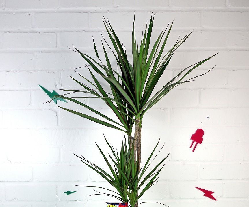 DIY Thirsty Plant Water Balloon