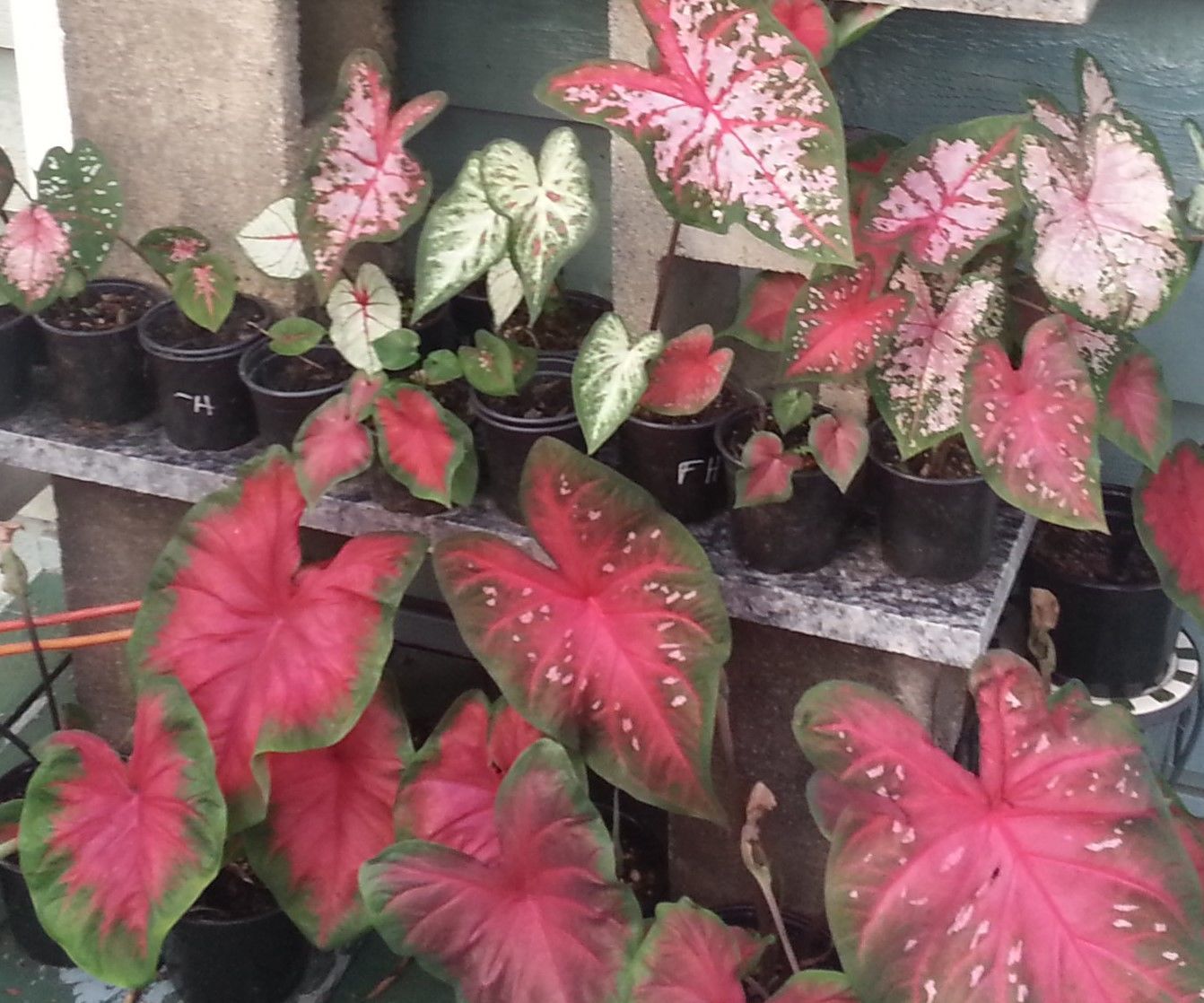 Hybridizing Caladiums -(making Caladium Babies)