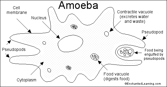The Dreaded Amoeba Virus Using Batch Script
