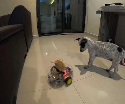 Puppy-nator: Re-defining the Safety of Human - Young Canine Interaction