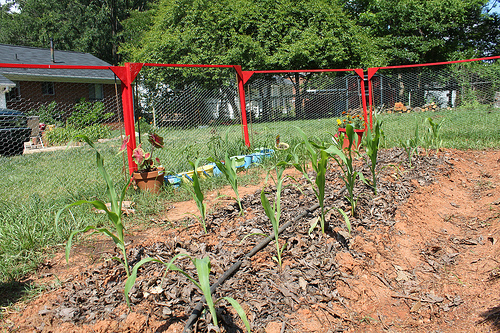 Modular Garden Fencing