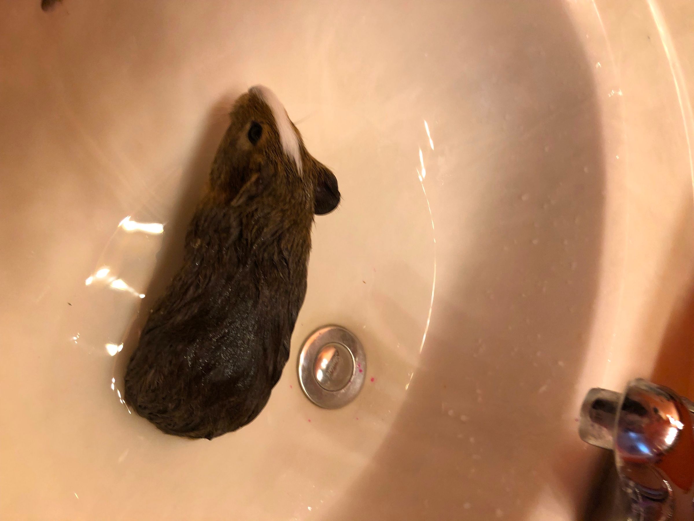 How to Bathe a Guinea Pig 4 Steps Instructables