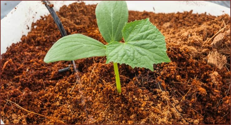 CocoPeat for Plants : 5 Steps - Instructables