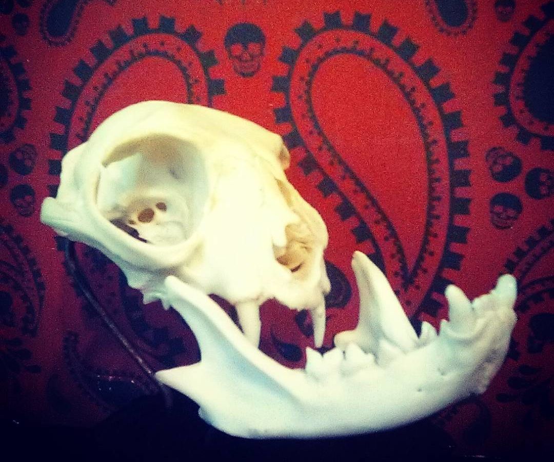 DIY Skull Mount With Reclaimed Materials