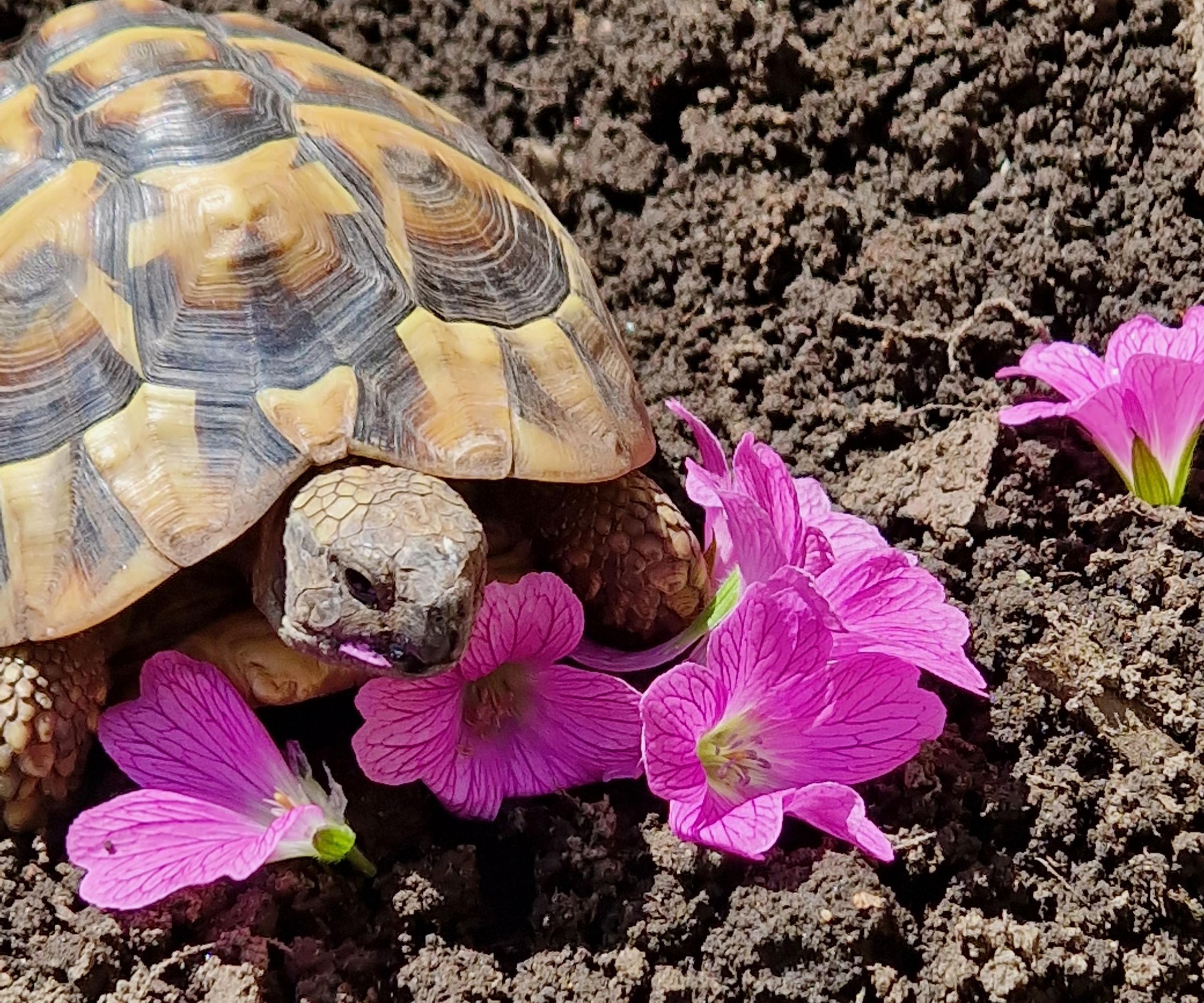 Outdoor Tortoise Enclosure and House