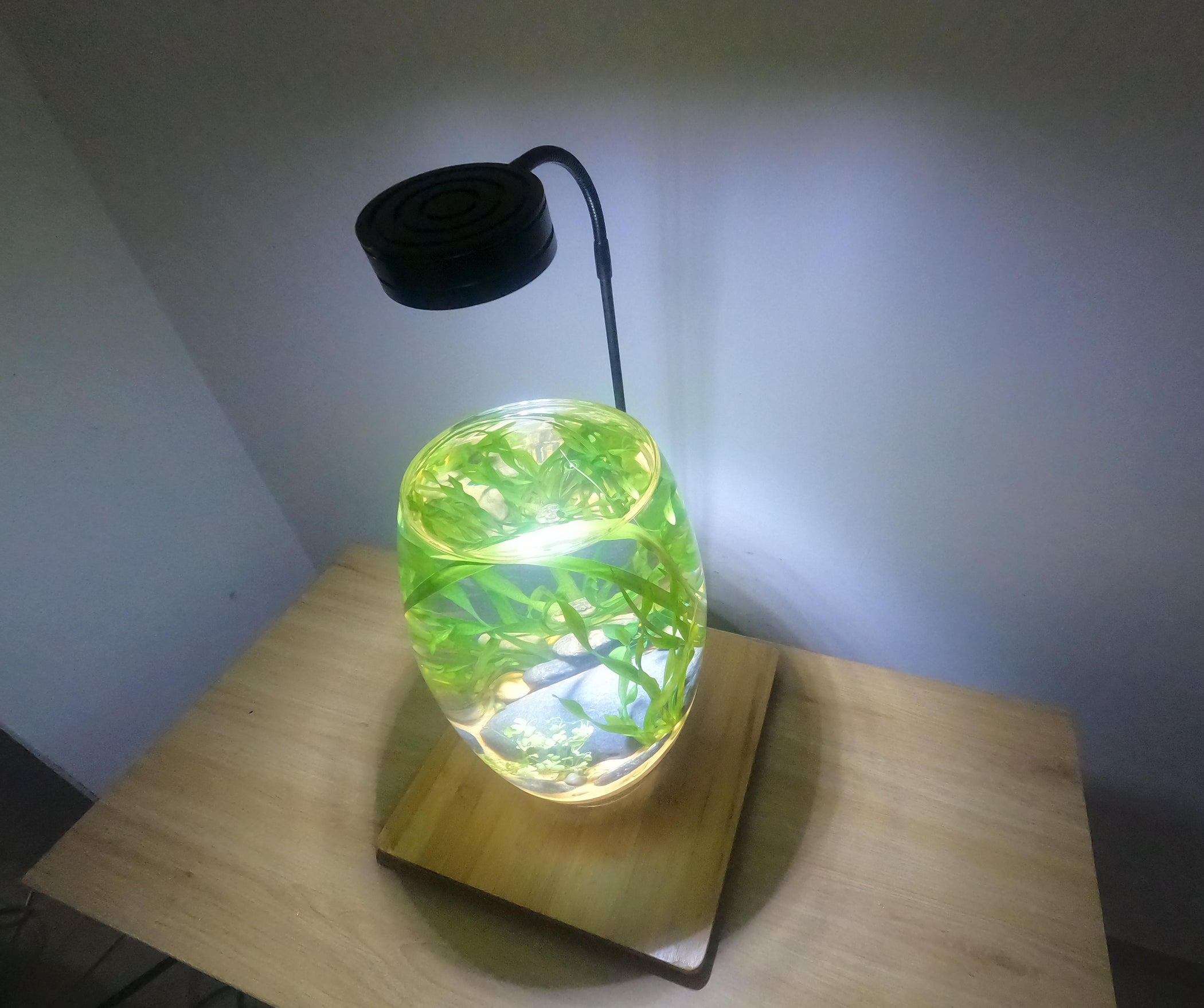 How to Make Planted Aquarium Fish Tank Non Filter Easy for Beginners at