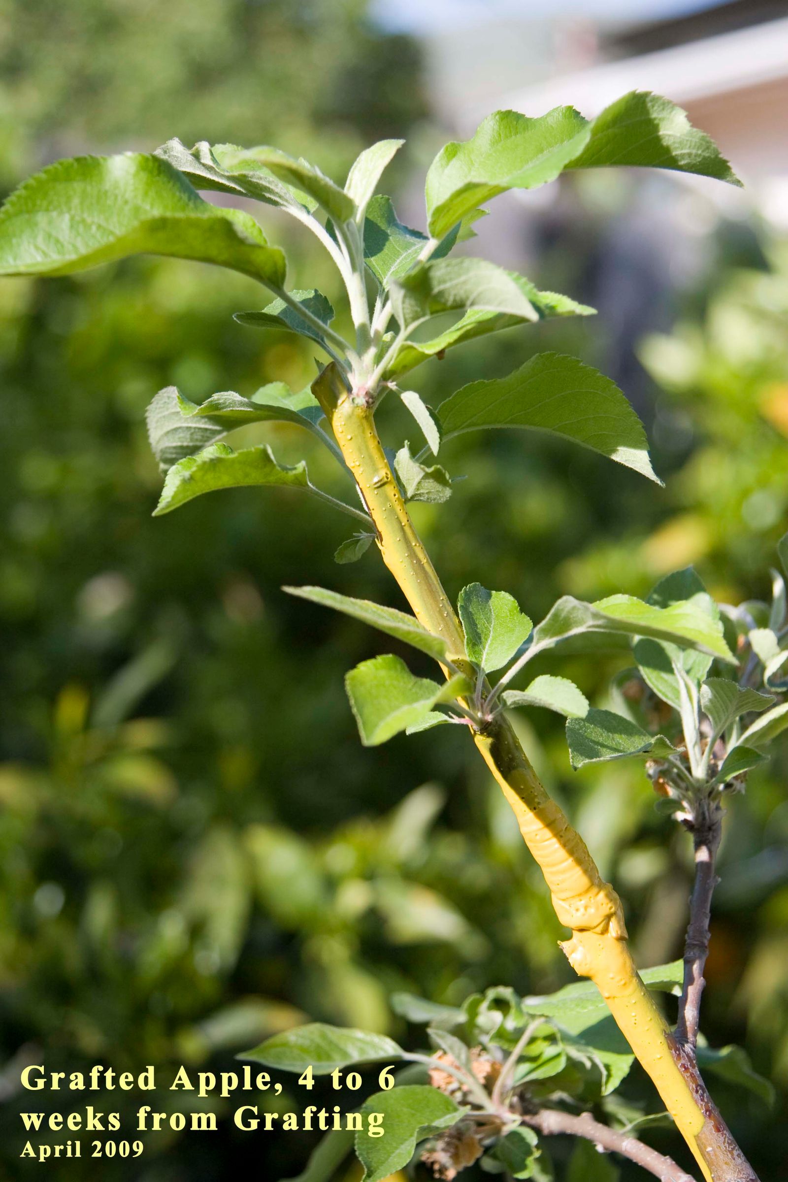 Whip Grafting 11 Steps (with Pictures) Instructables