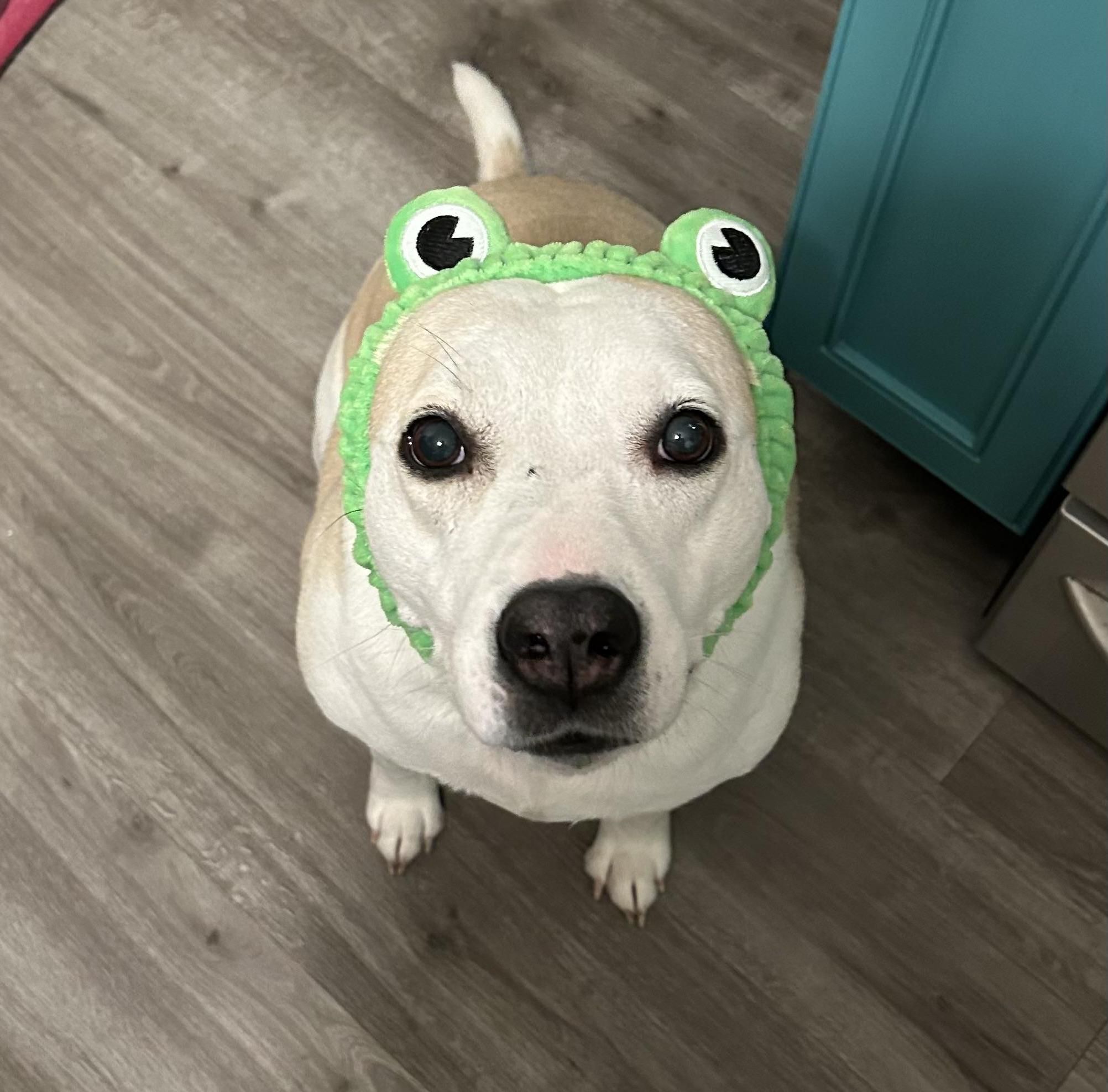 Dog ID Tag