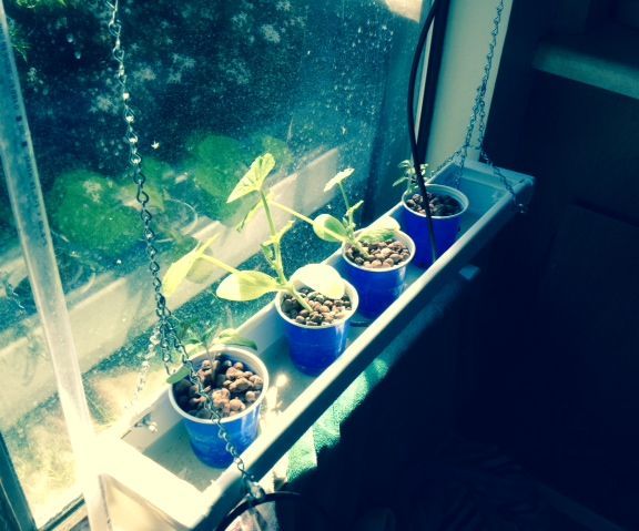 Window Hydroponics