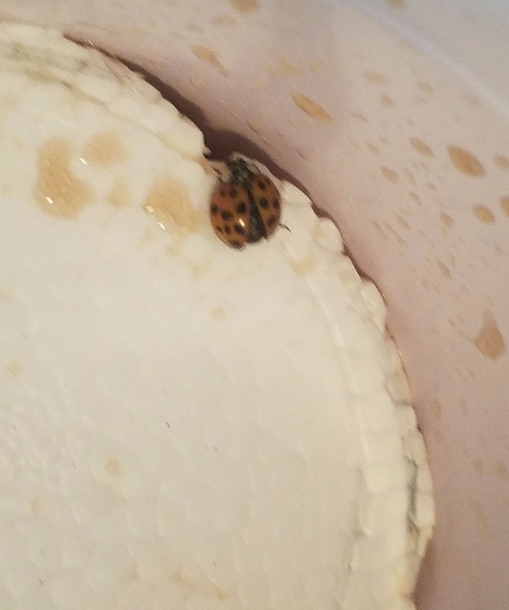 Insect Tranquilizing Chamber With Baking Soda