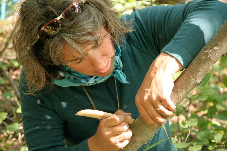 Harvesting Alder Bark