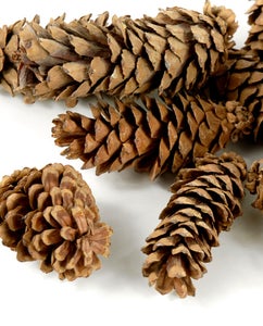 Gather Your Pine Cones and Materials