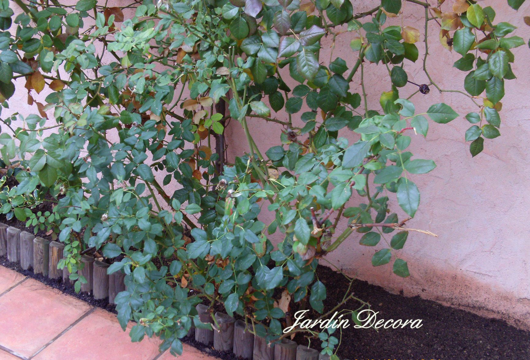 Tips to Properly Prune a Rose Bush