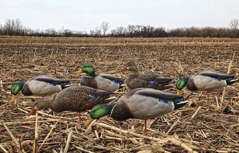 Decoys