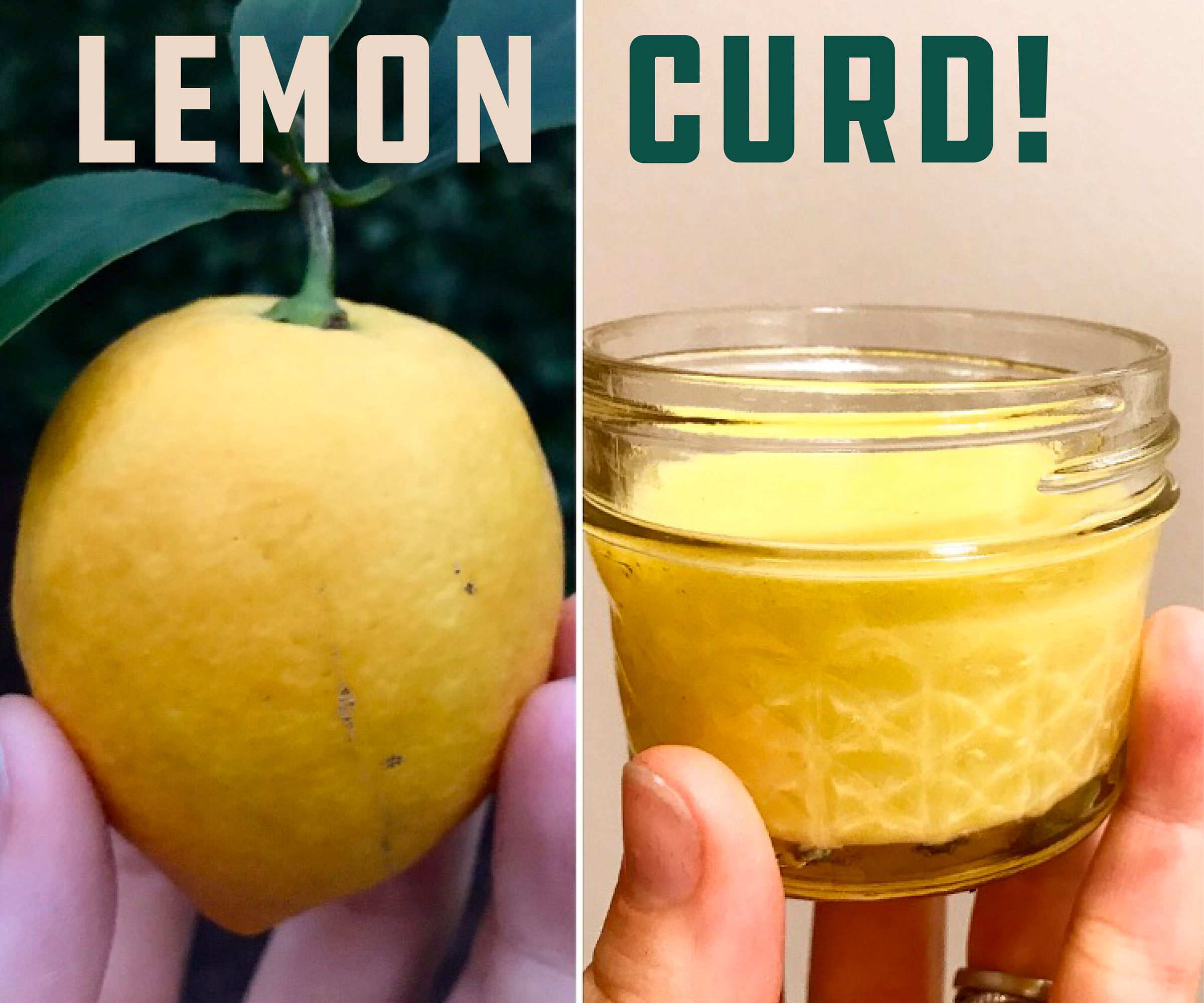 Organic Backyard Lemon Curd