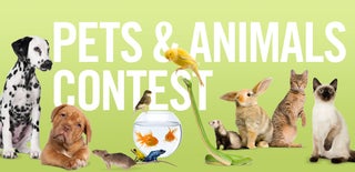 Animals Contest