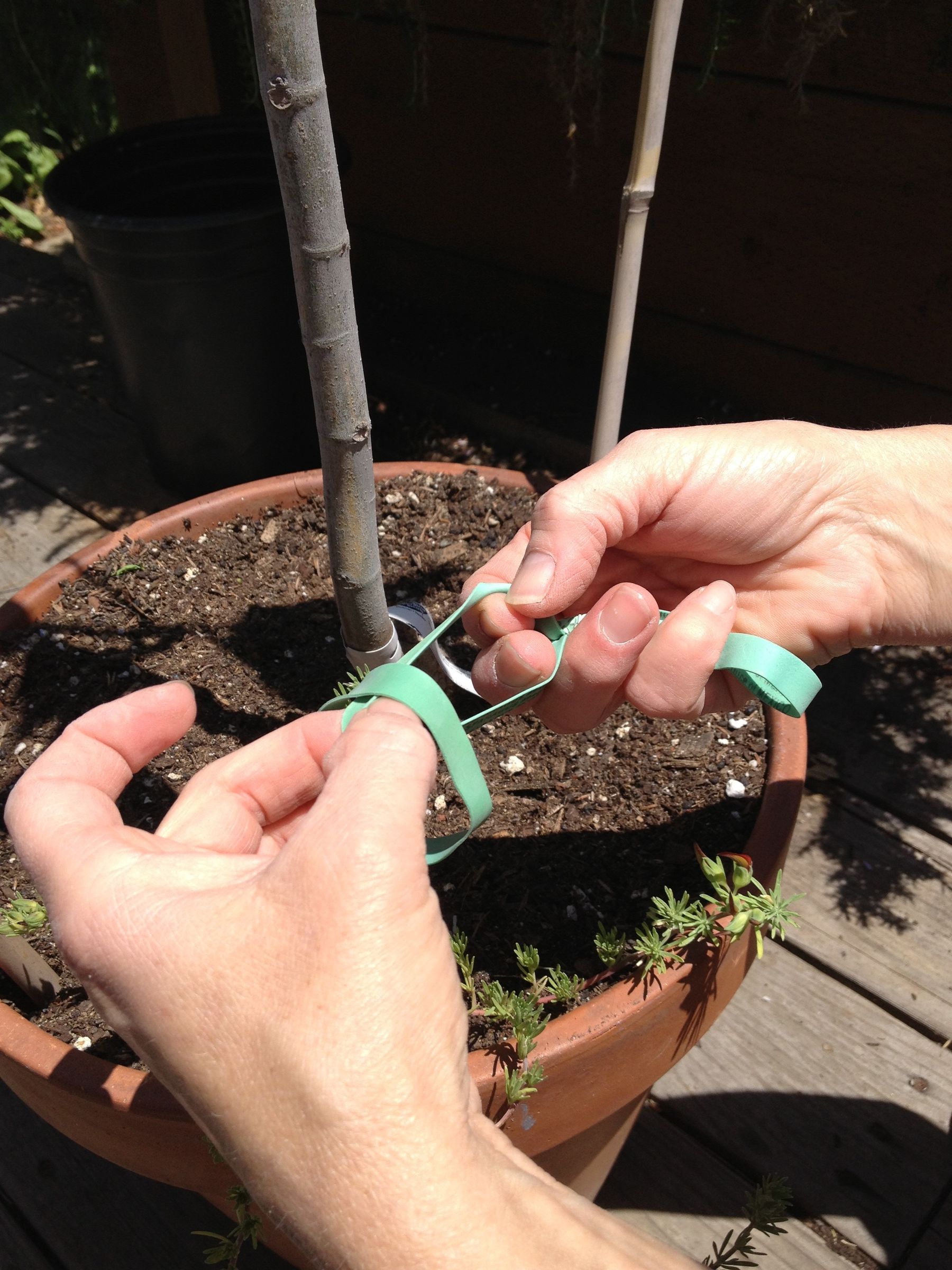 Stabilizing Tree Anchor 3 Steps Instructables