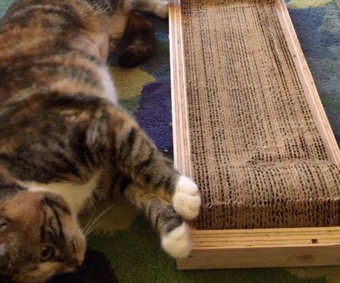 Cardboard Cat Scratcher