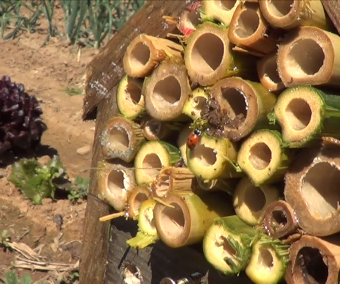 Como Hacer Un Refugio Para Mariquitas