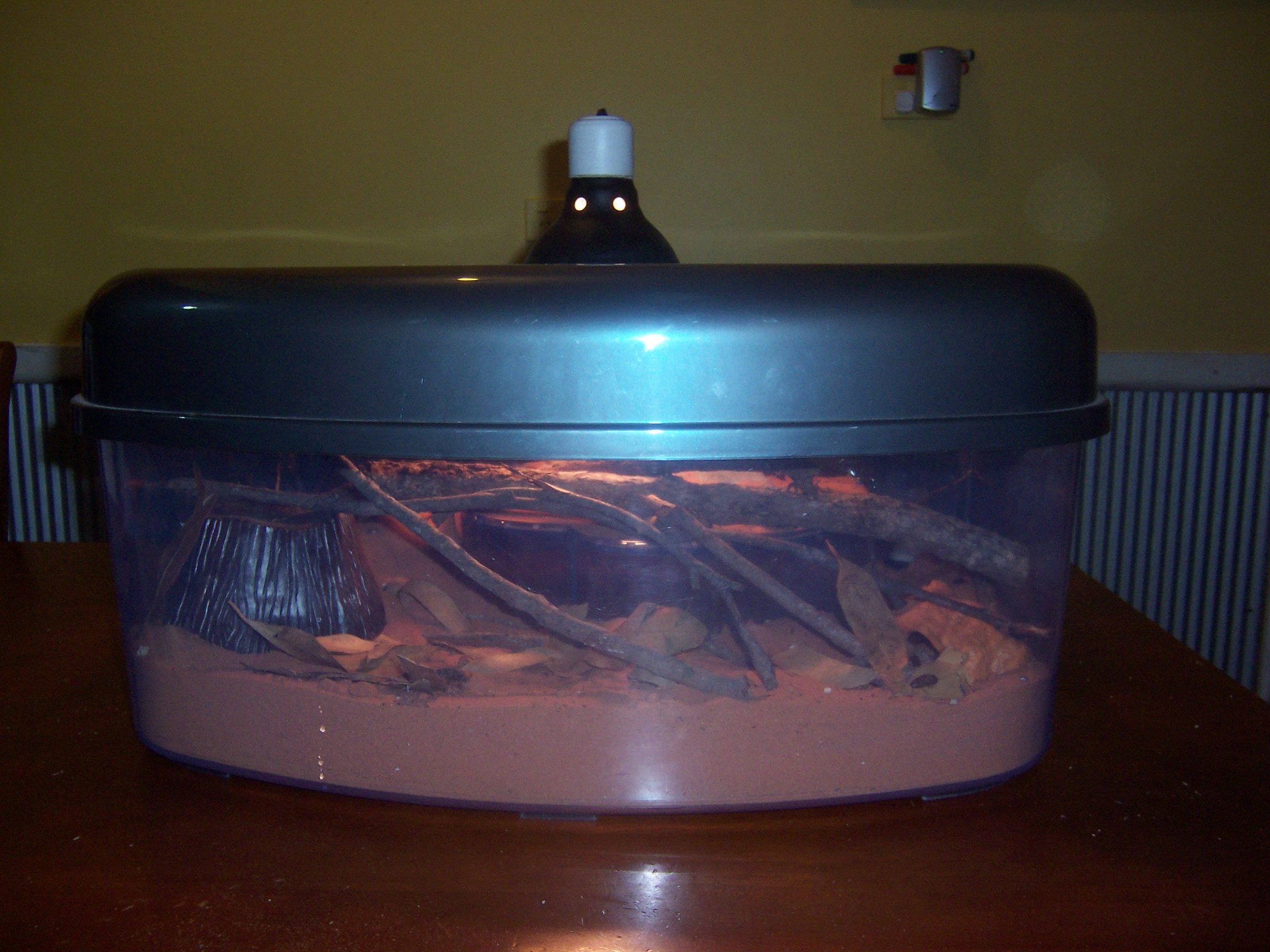 How to Care for Scorpions