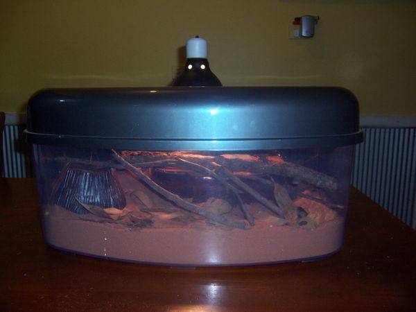 How to Care for Scorpions