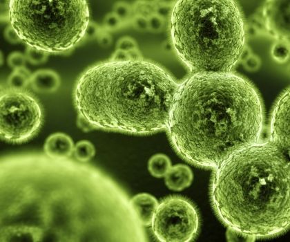 Mold - a Formidable Foe