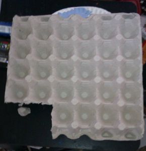 Cut the Egg Carton
