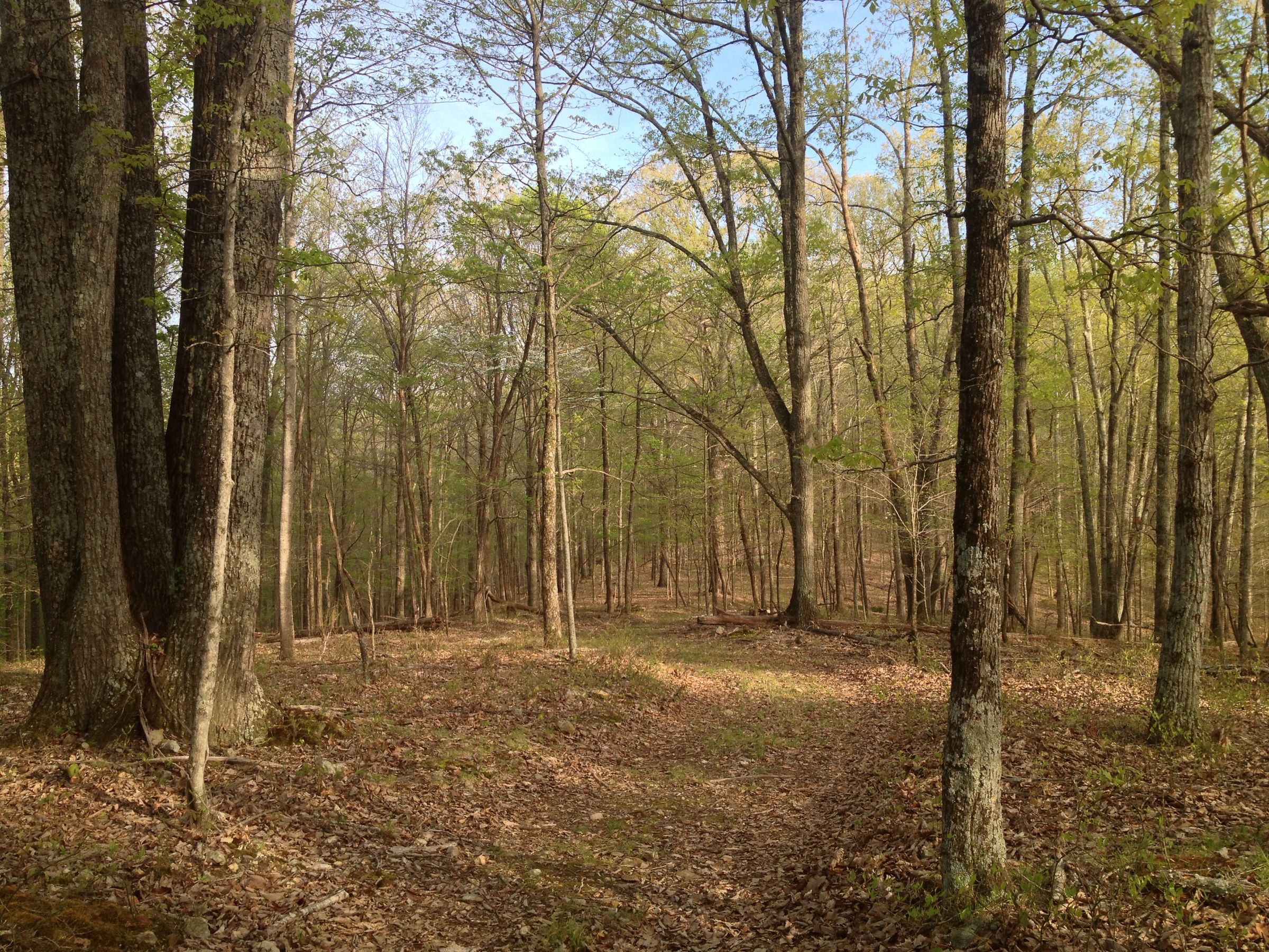 How to Spot and Identify Morel Mushrooms : 5 Steps (with Pictures