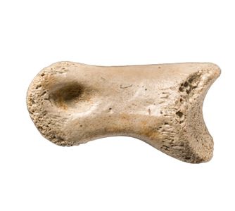 Adding the Fingers and the Elbow Bone