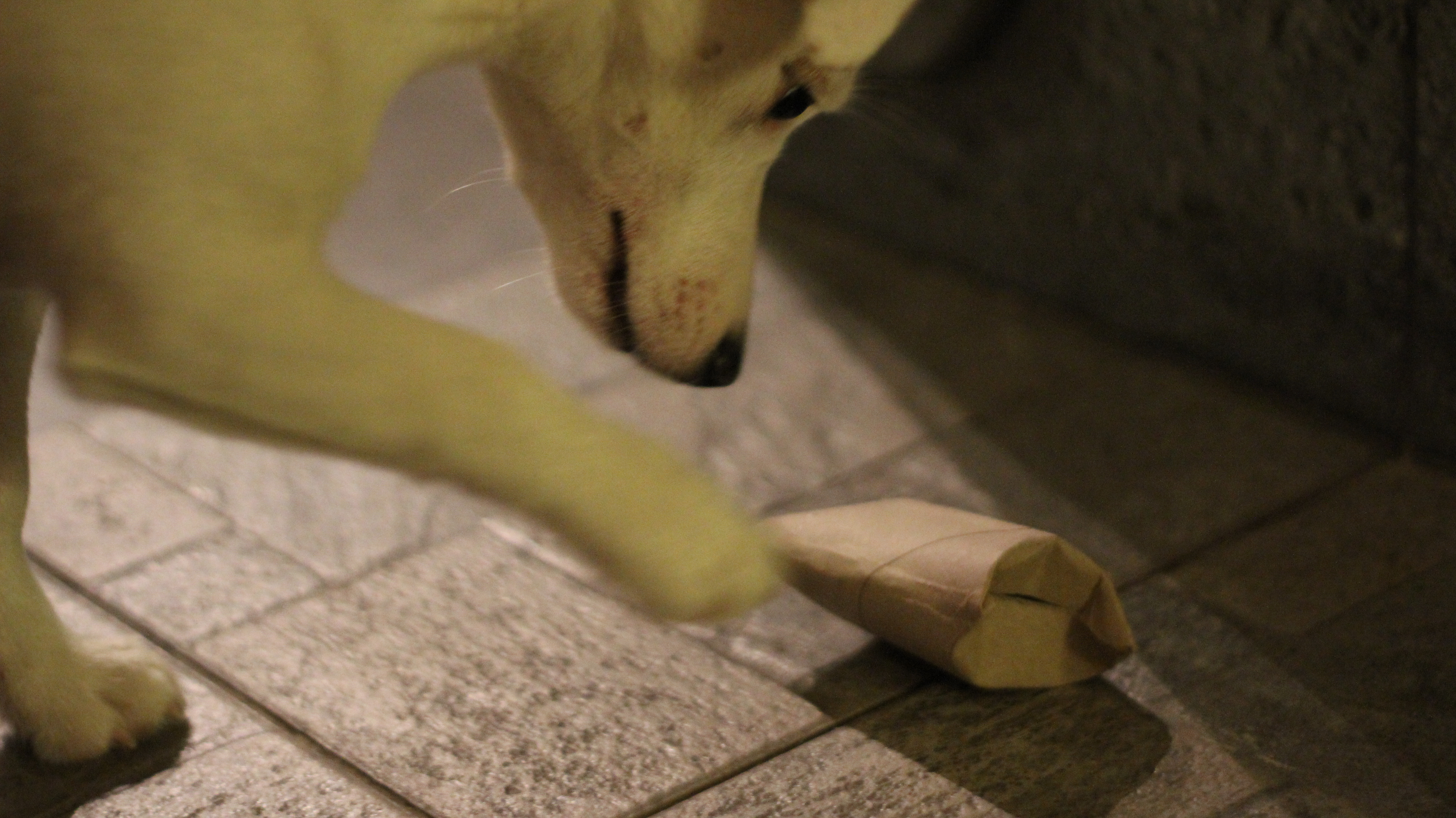 Candy Stash, Toy for Small Pets.