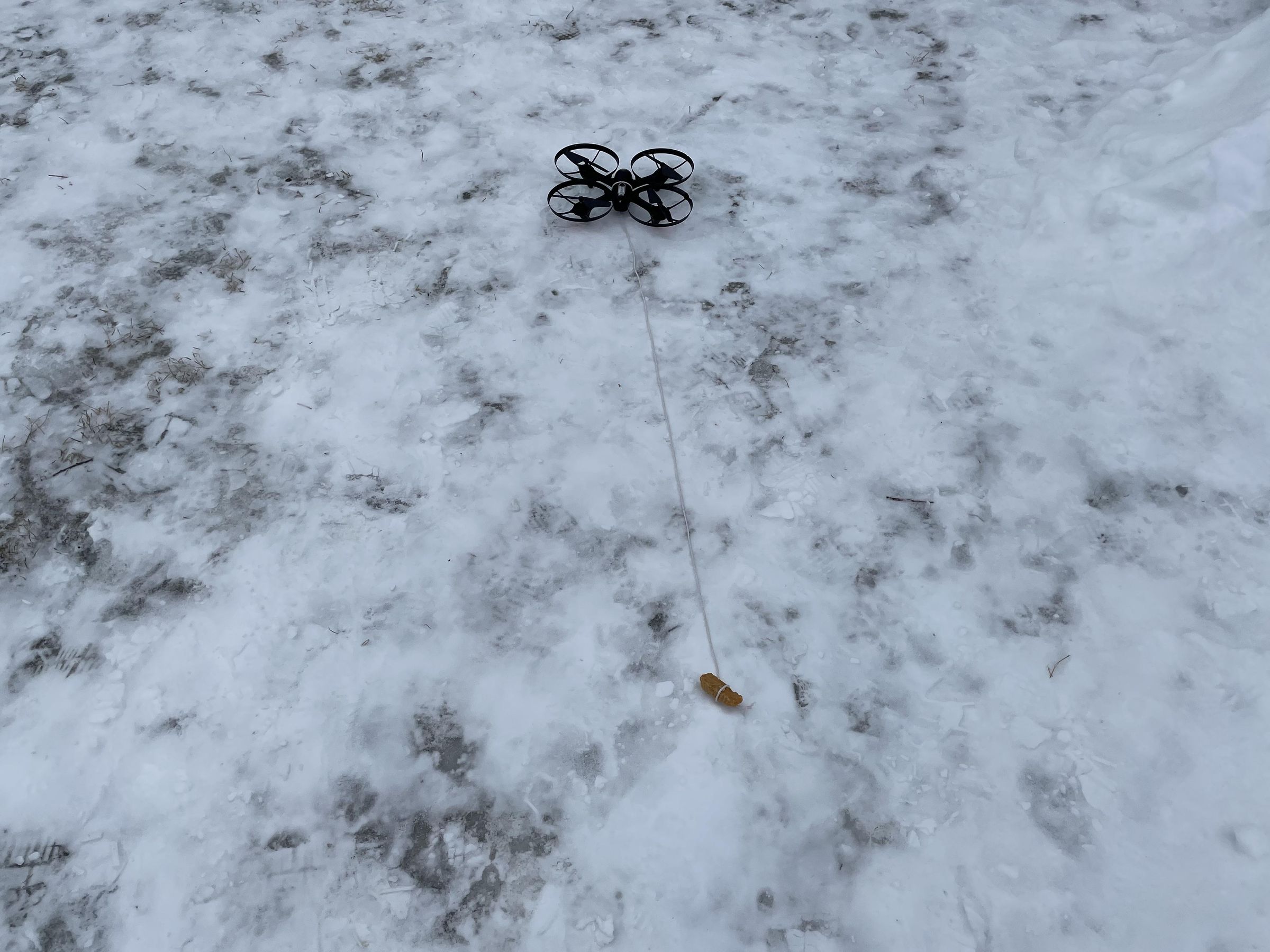 Easy Exercise for Your Dog!
