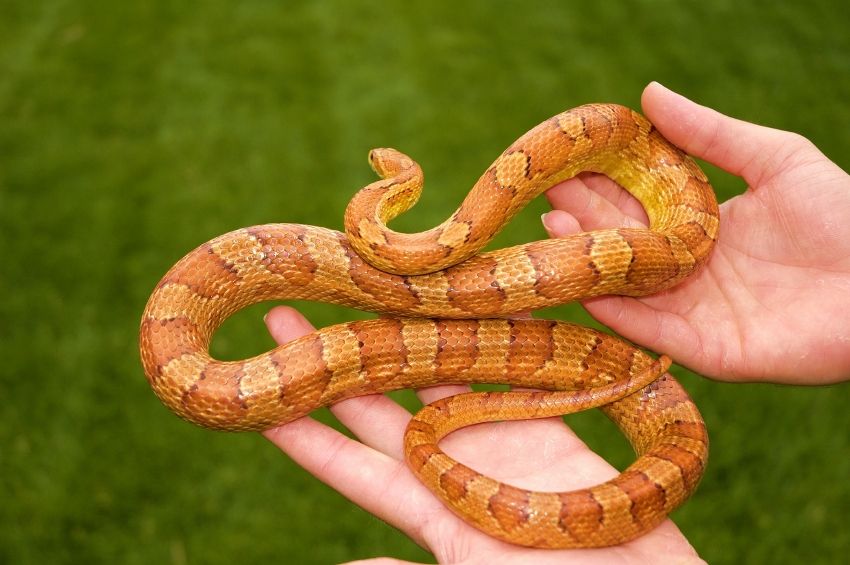 Handling corn snakes.