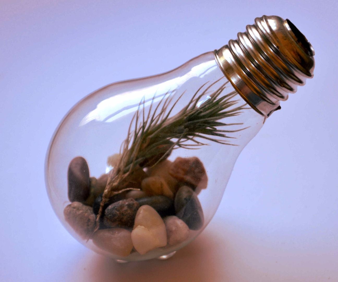 How to Make a Light Bulb Terrarium