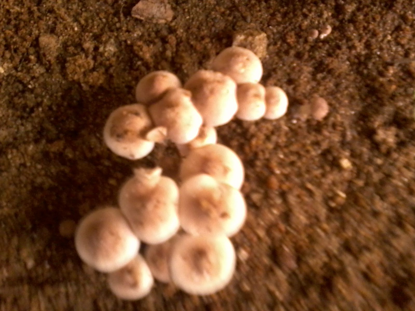 Teeny Tiny Mushrooms!!!