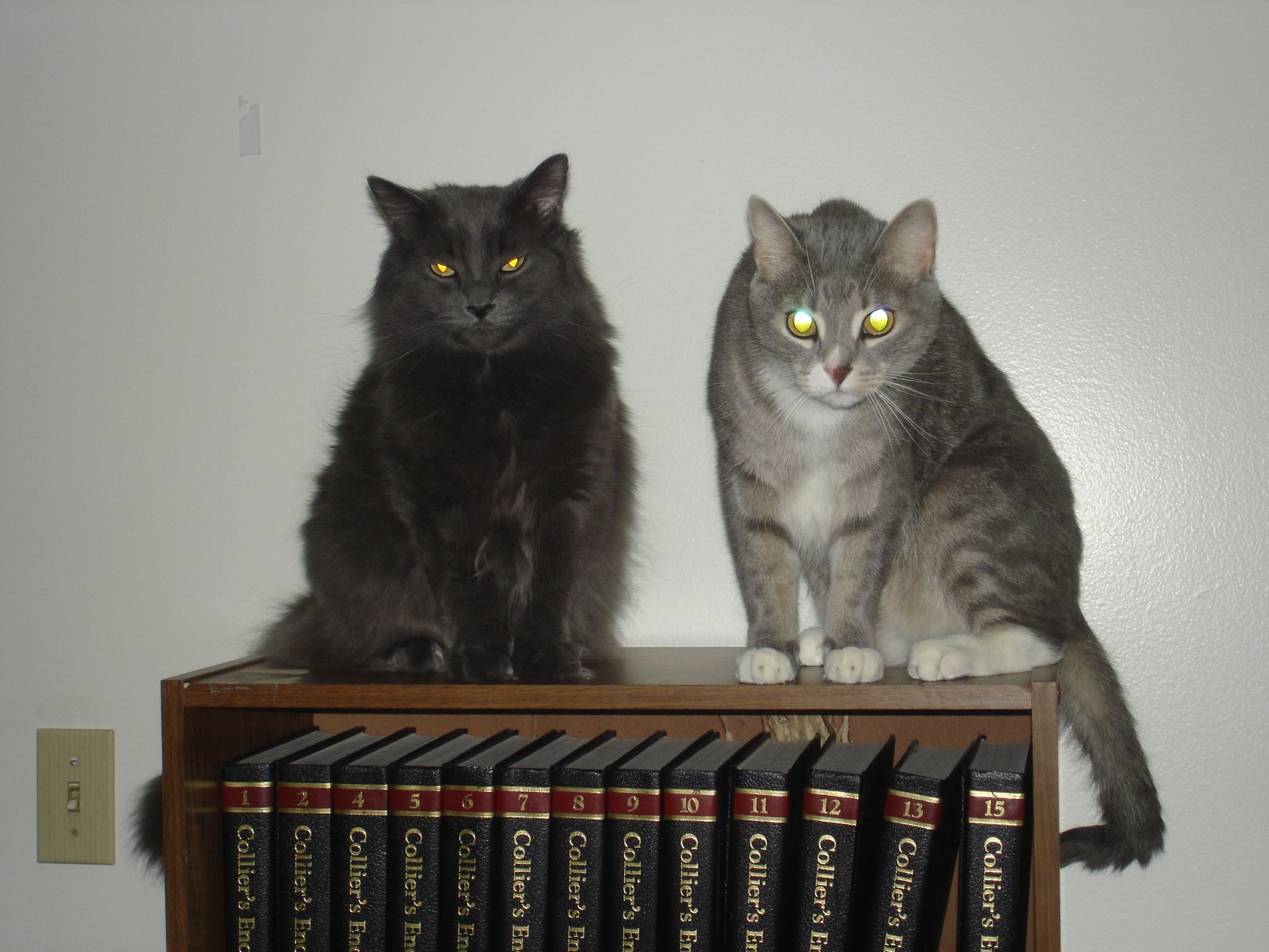 A Better Cat Litter Sifter