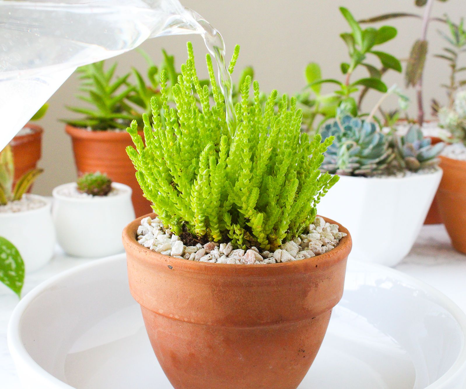 How and When to Water Your Houseplants