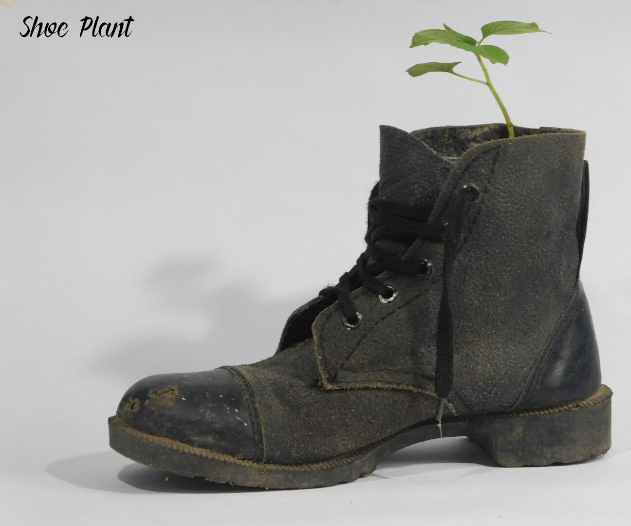 Shoe Plant