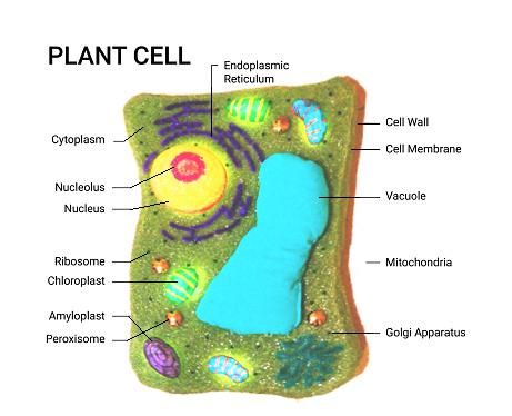 Cell Model Educational Tool From Recycled Materials : 5 Steps 