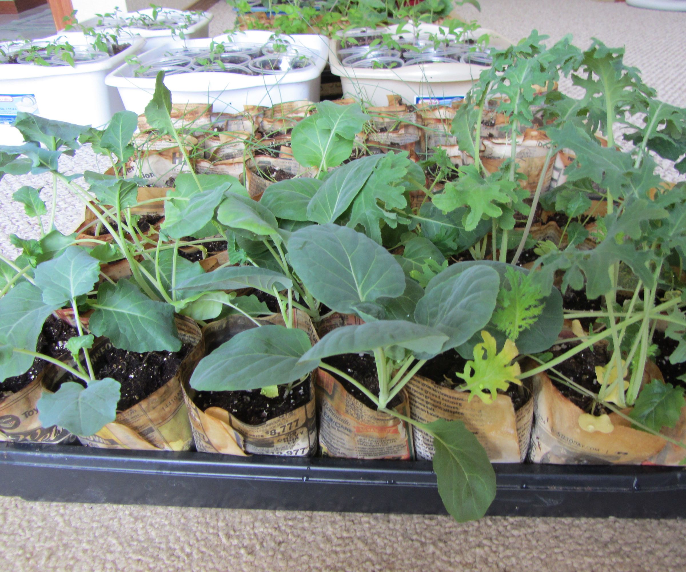 Paper Pots for Quicker Production and Maximum Capacity